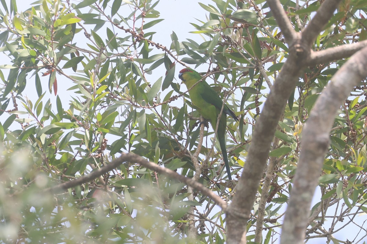 New Caledonian Parakeet - ML643122354