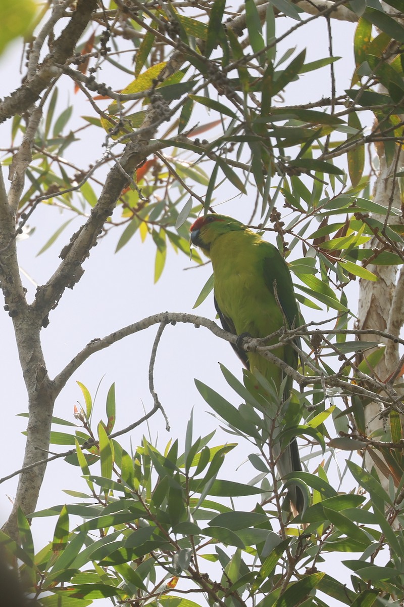 New Caledonian Parakeet - ML643122355