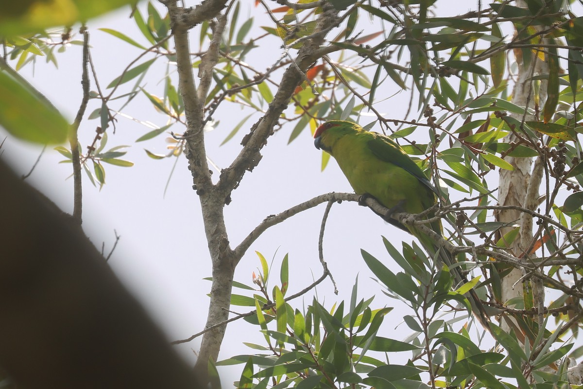 New Caledonian Parakeet - ML643122356