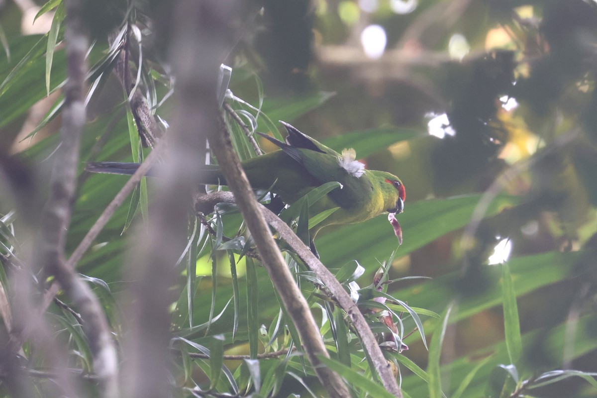New Caledonian Parakeet - ML643122357