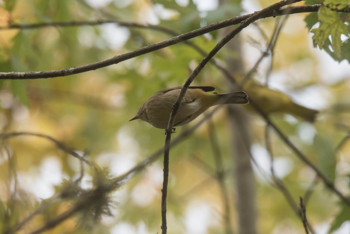 Palm Warbler (Western) - ML643122358