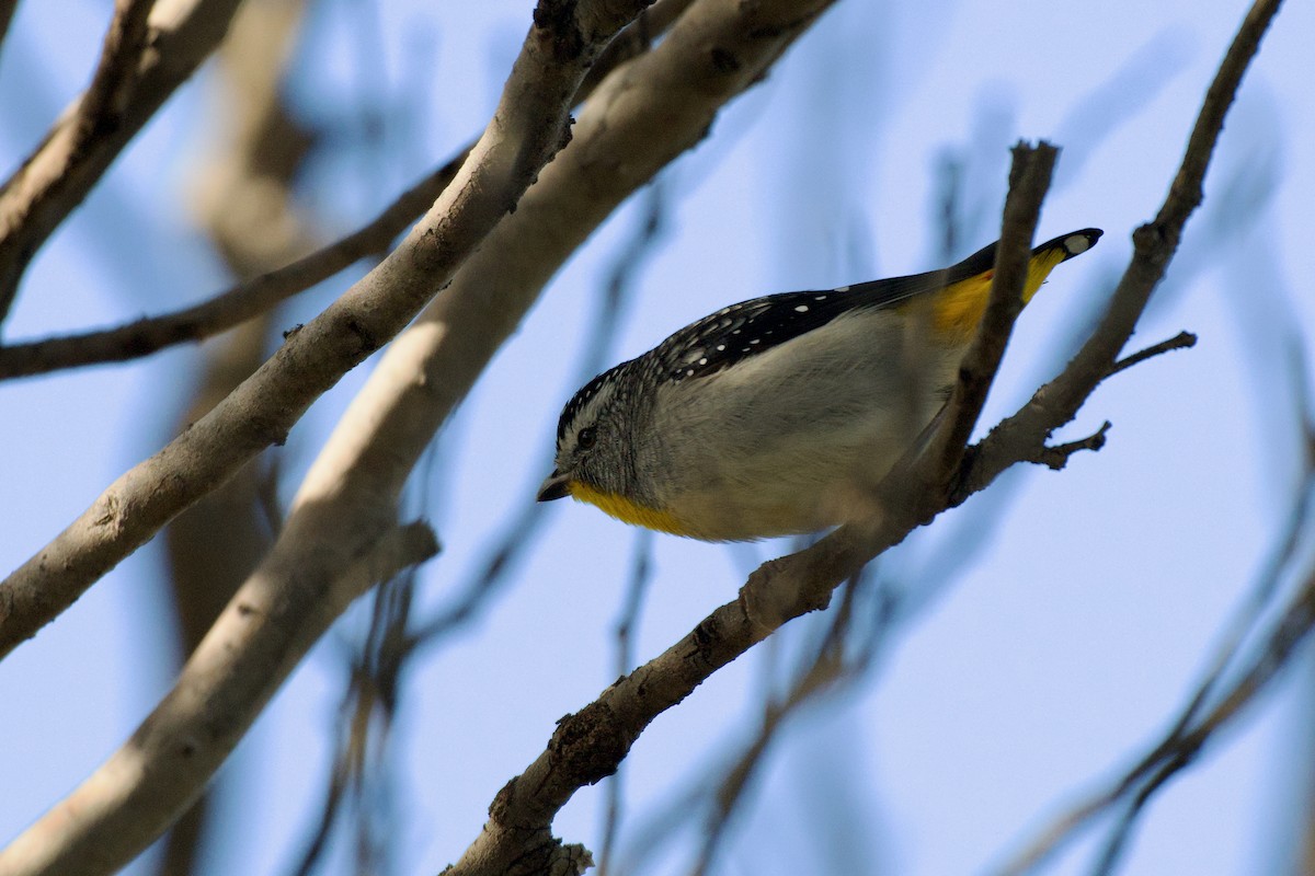Spotted Pardalote - ML643122367