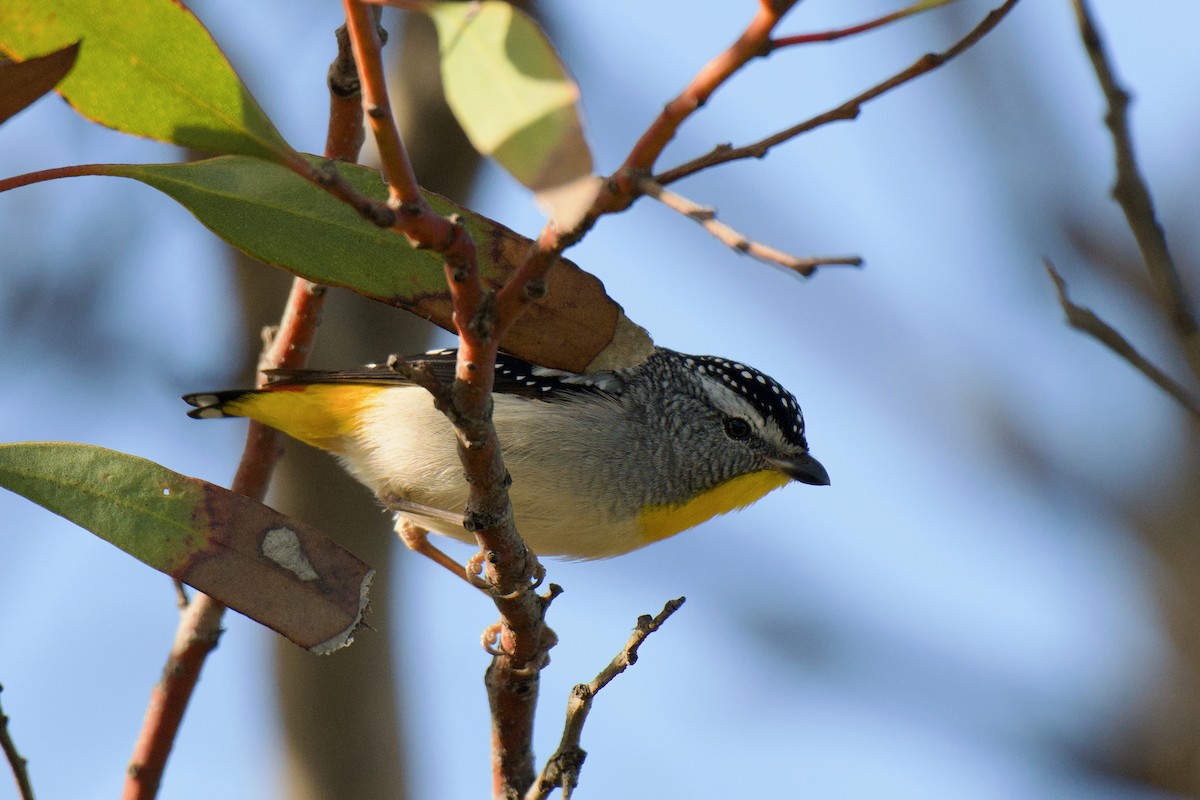 Spotted Pardalote - ML643122369
