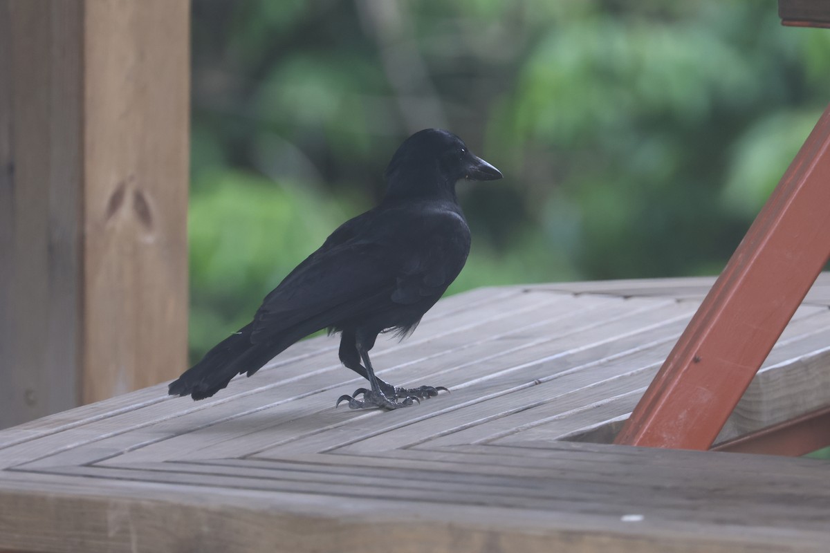 Corbeau calédonien - ML643122379