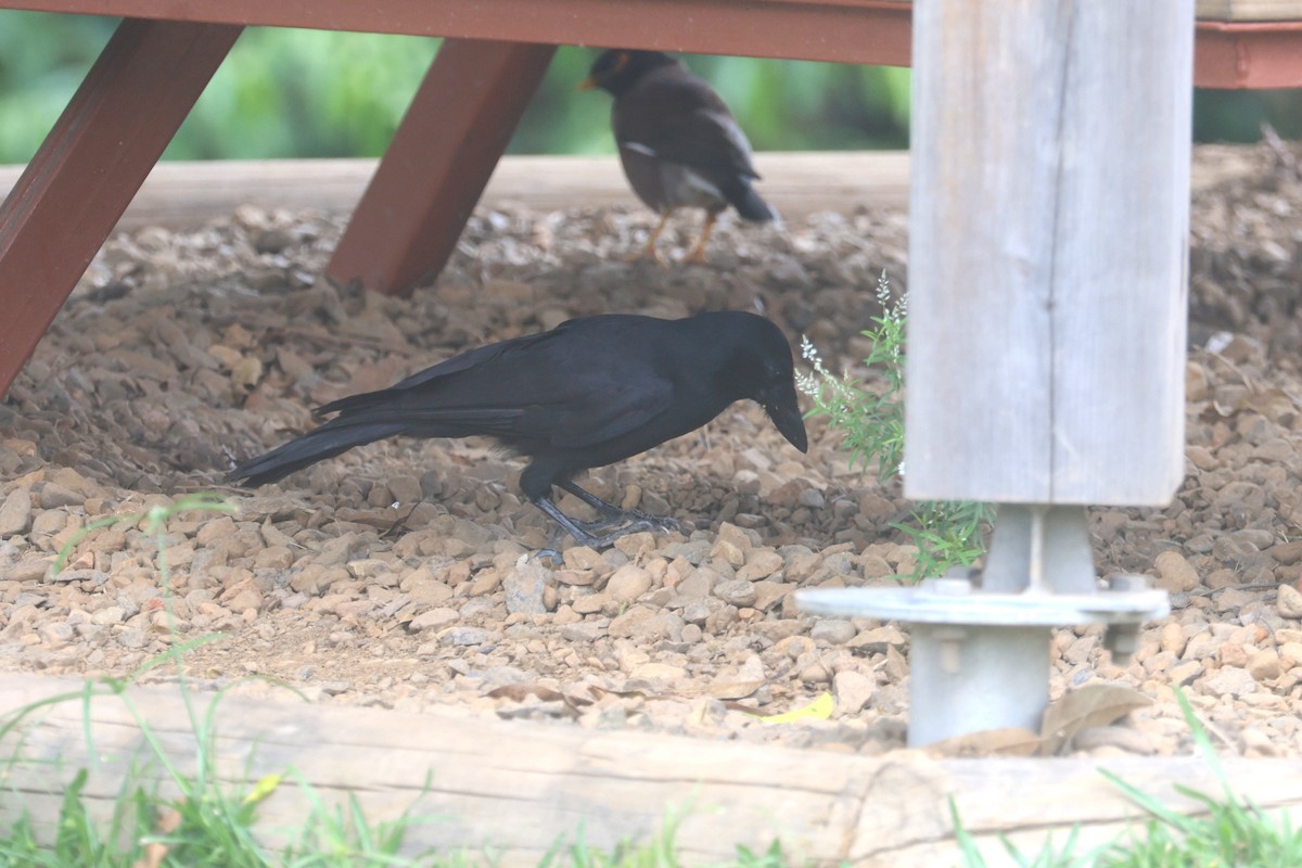 New Caledonian Crow - ML643122380
