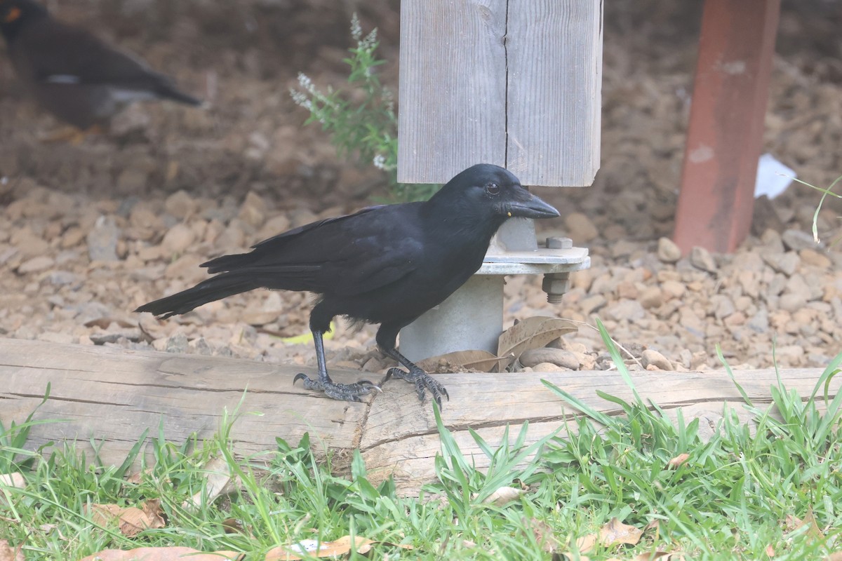 New Caledonian Crow - ML643122381
