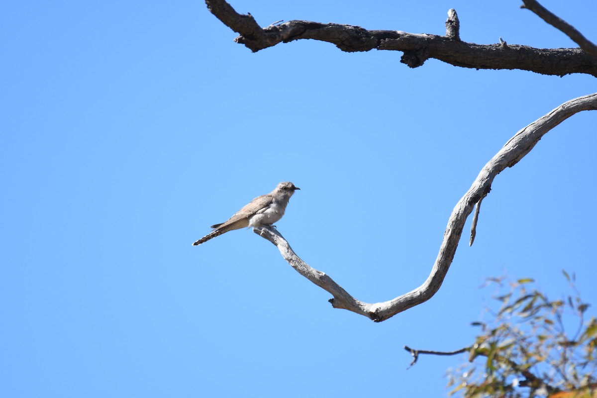 Pallid Cuckoo - ML643122384