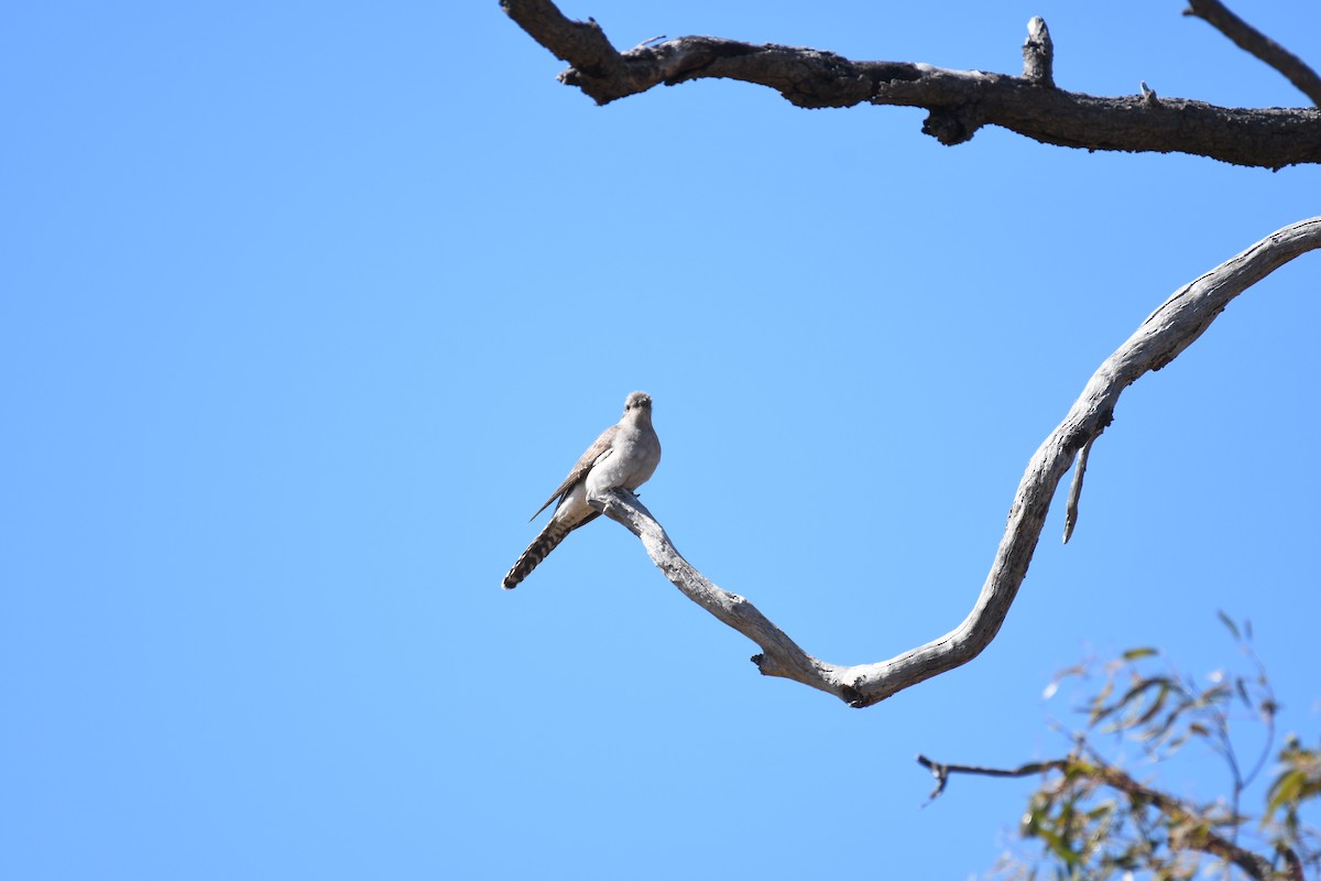 Pallid Cuckoo - ML643122386