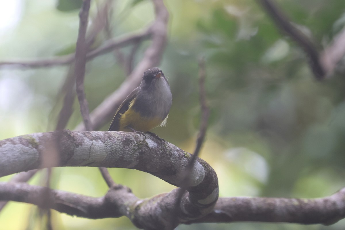 Yellow-bellied Flyrobin - ML643122400