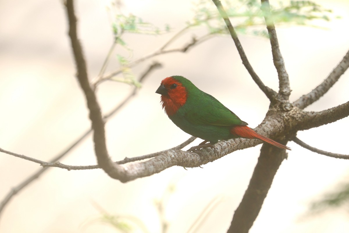 Red-throated Parrotfinch - ML643122403
