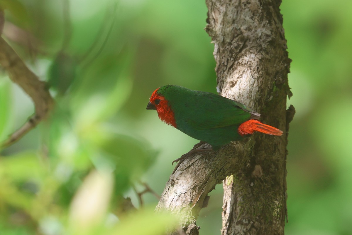 Red-throated Parrotfinch - ML643122404