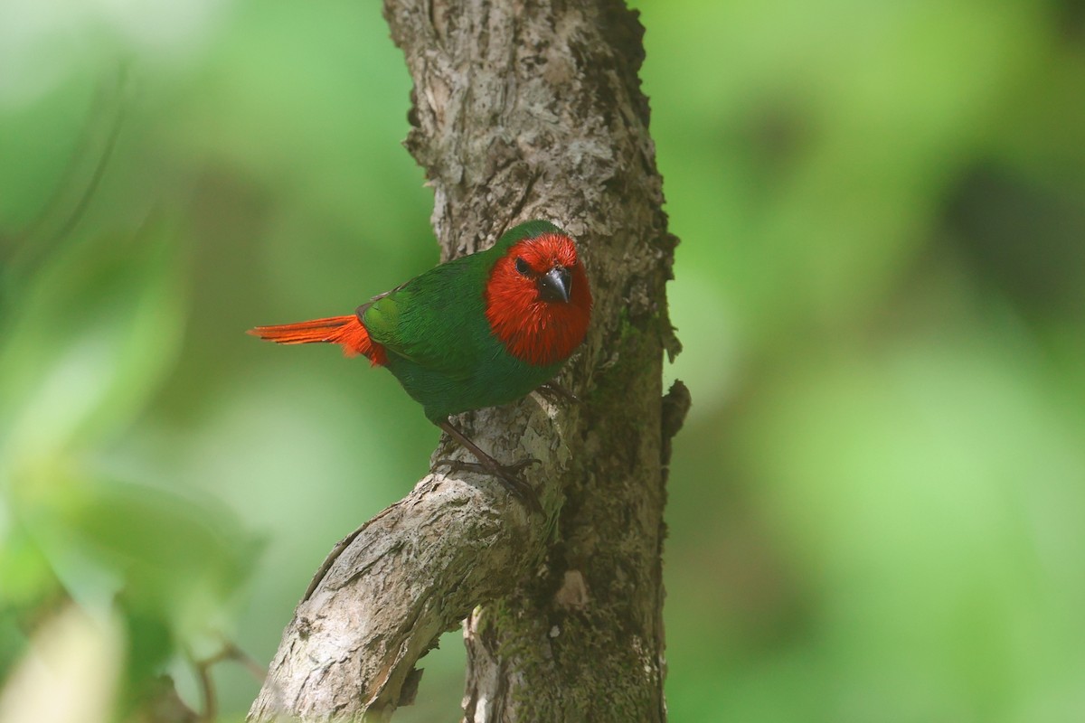 Red-throated Parrotfinch - ML643122405