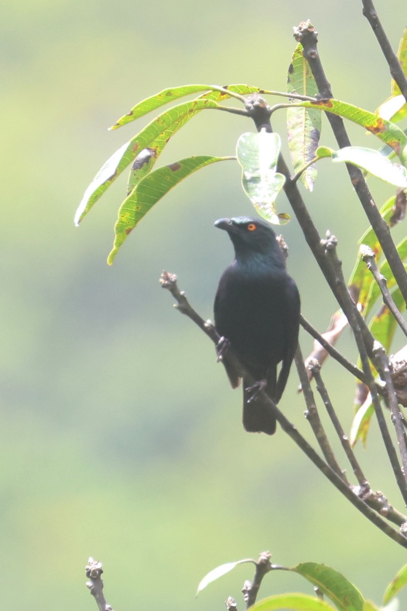 Striated Starling - ML643122410
