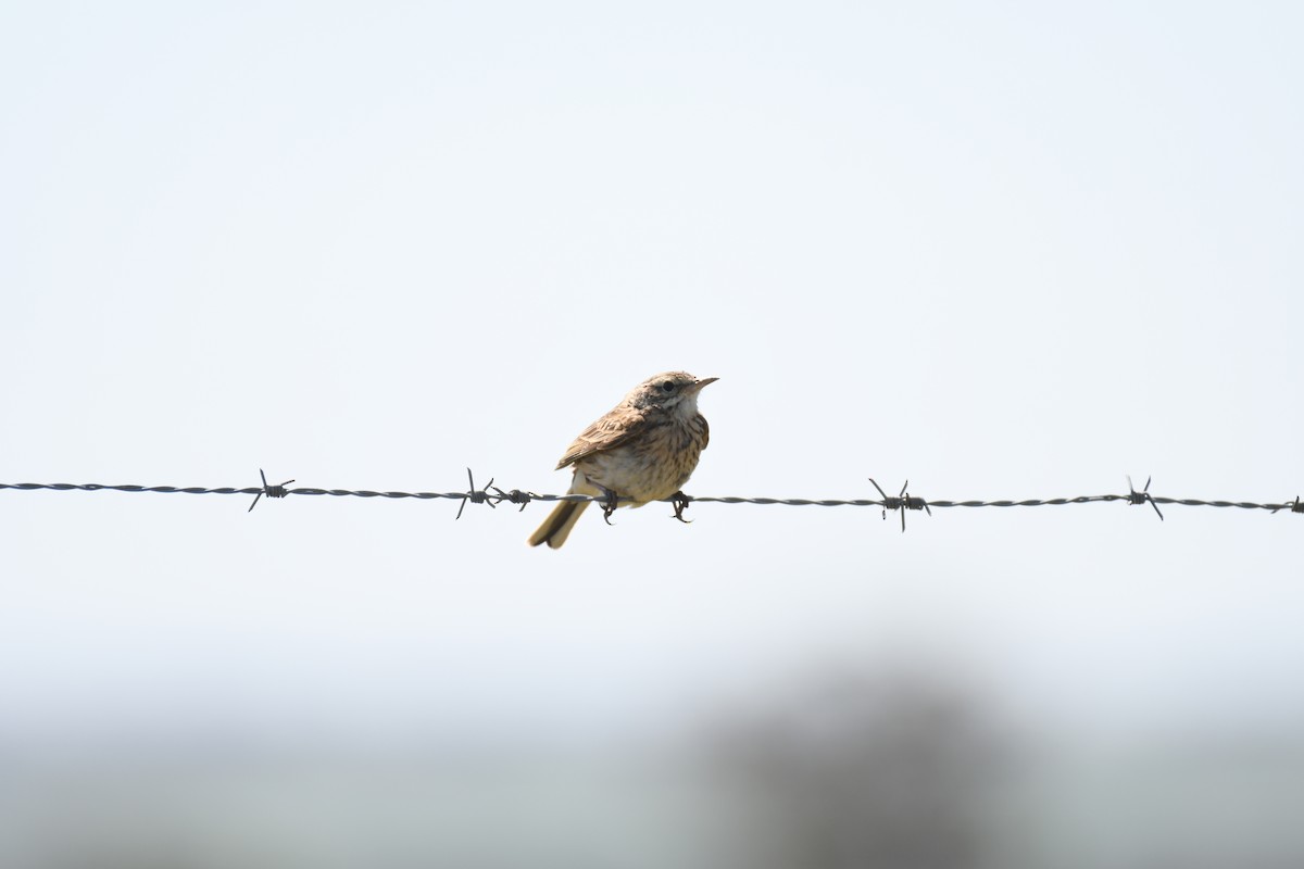 Rufous Songlark - ML643122416
