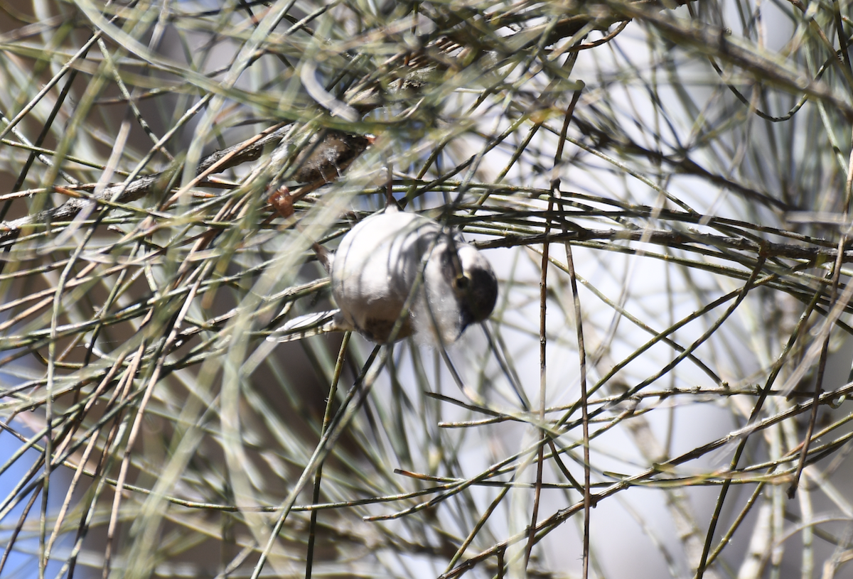 Brown-headed Honeyeater - ML643122479