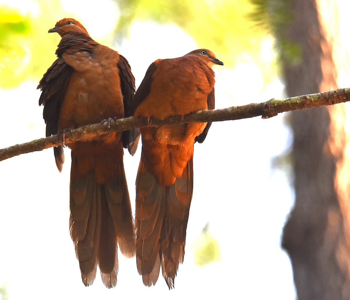 Brown Cuckoo-Dove - ML643122494