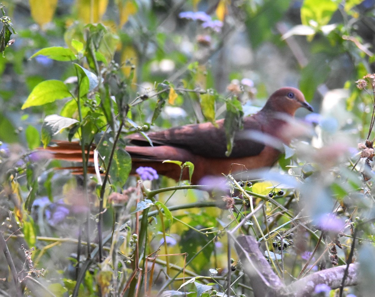 Brown Cuckoo-Dove - ML643122511