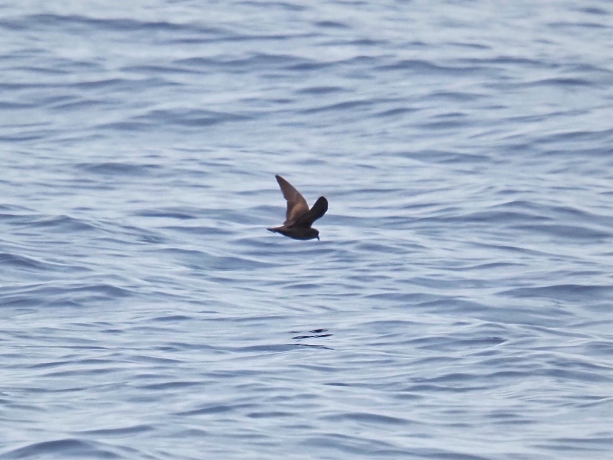 Least Storm-Petrel - ML643122519