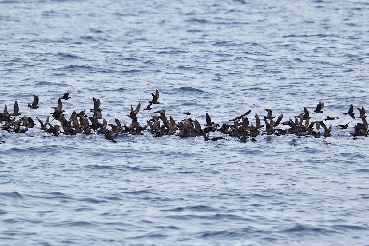 Least Storm-Petrel - ML643122520