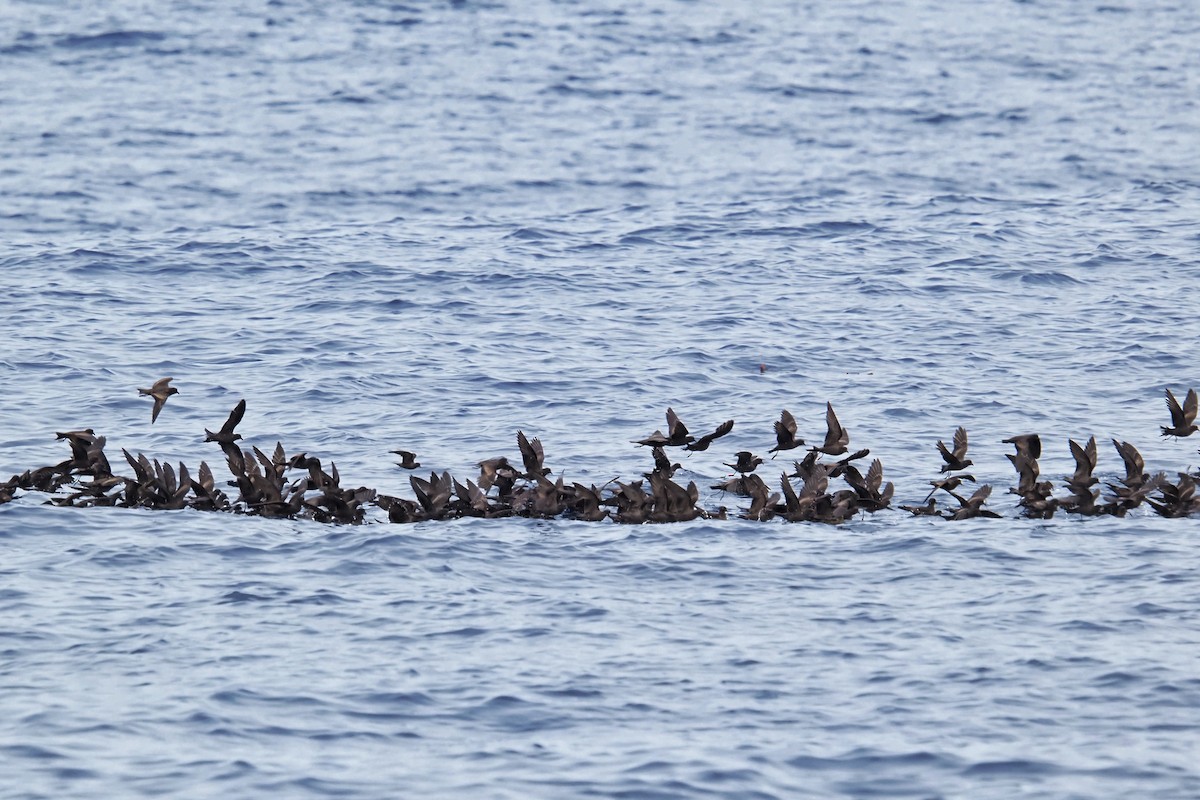 Least Storm-Petrel - ML643122521
