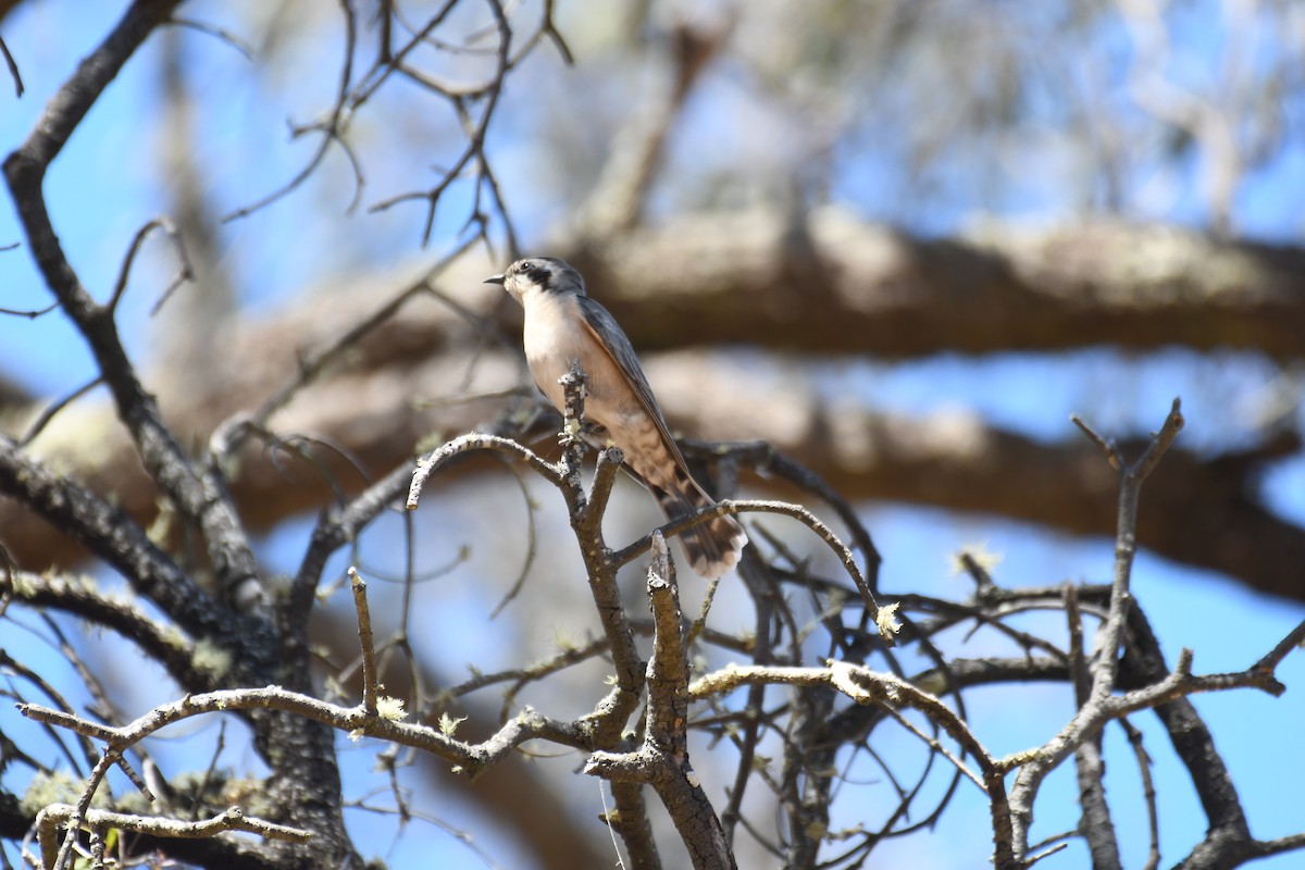 Black-eared Cuckoo - ML643122524