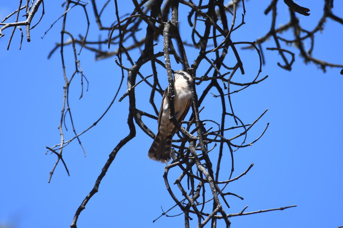 Black-eared Cuckoo - ML643122525