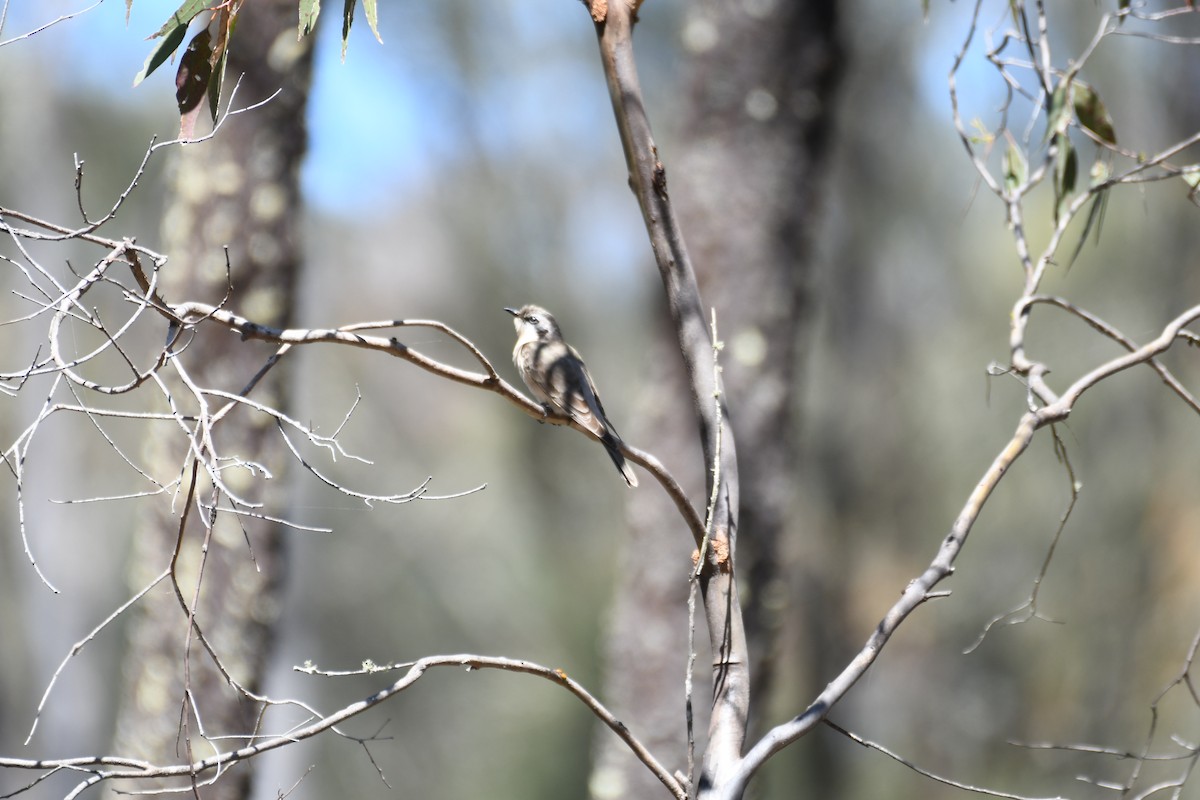 Black-eared Cuckoo - ML643122526