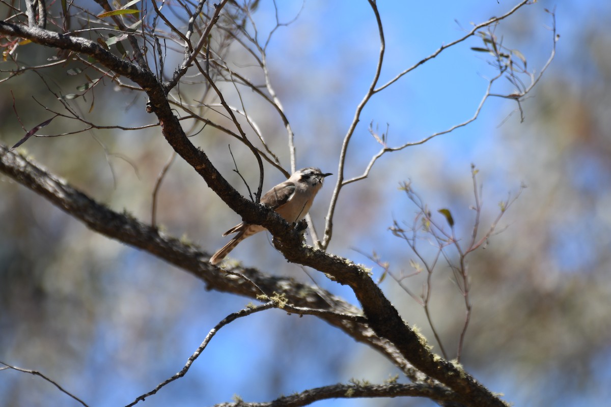 Black-eared Cuckoo - ML643122527