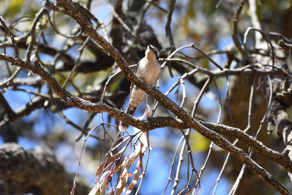 Black-eared Cuckoo - ML643122528