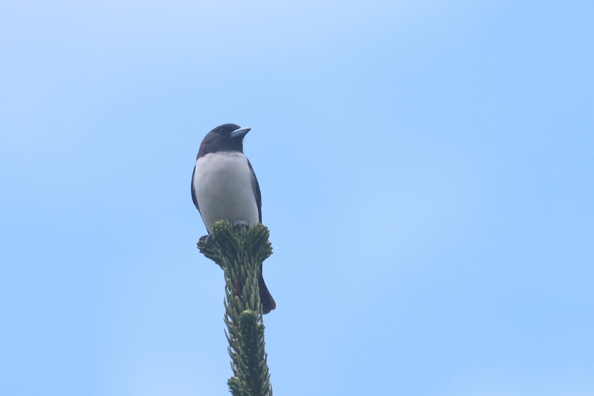White-breasted Woodswallow - ML643122531