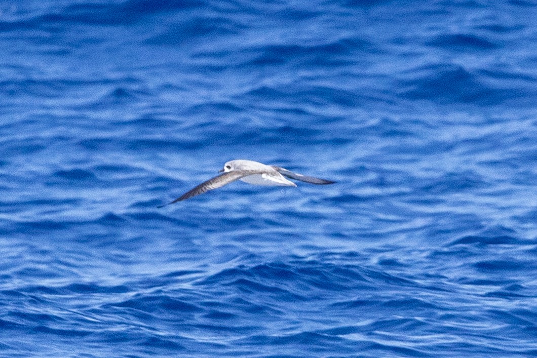 Cook's Petrel - ML643122533