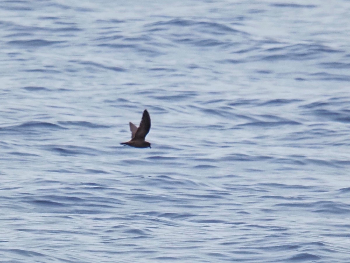Least Storm-Petrel - ML643122540