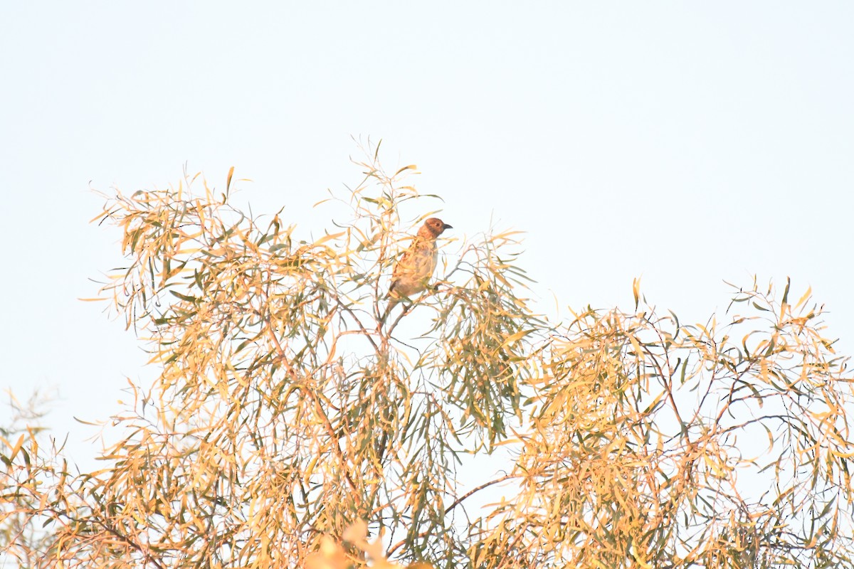 Spotted Bowerbird - ML643122548