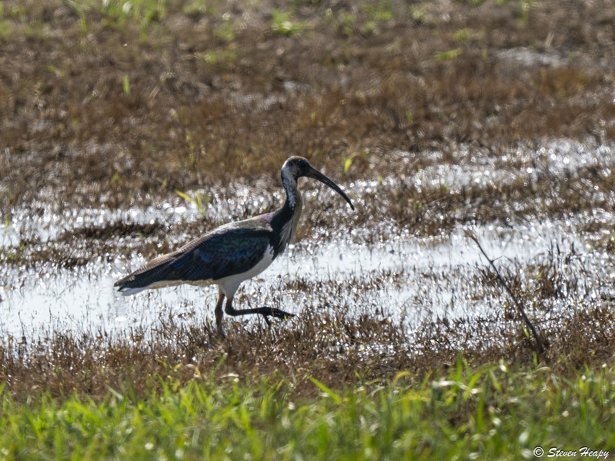 Straw-necked Ibis - ML643122551