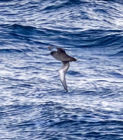 Sooty/Short-tailed Shearwater - ML643122556