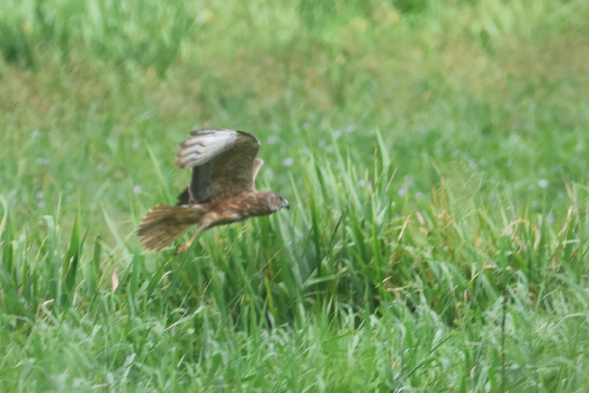Swamp Harrier - ML643122581