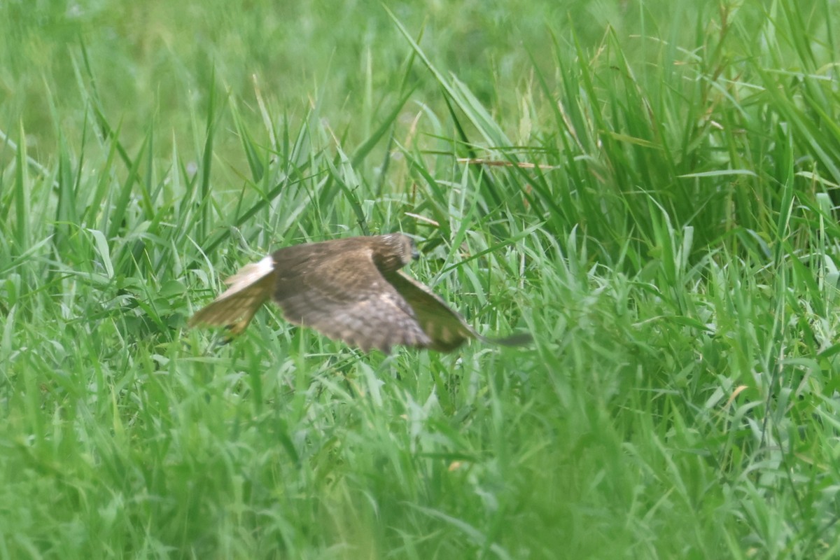 Swamp Harrier - ML643122582