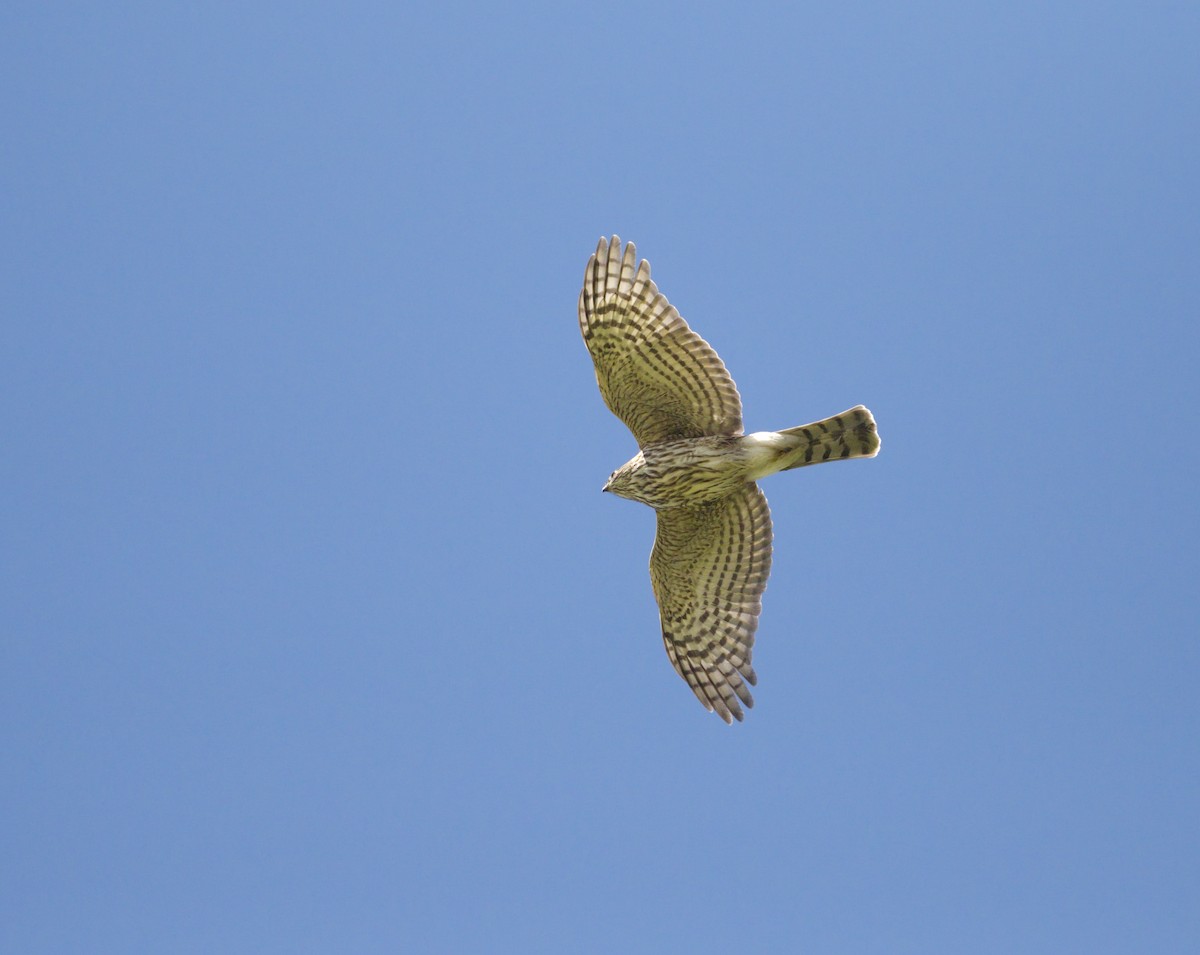 Sharp-shinned Hawk - ML643122590