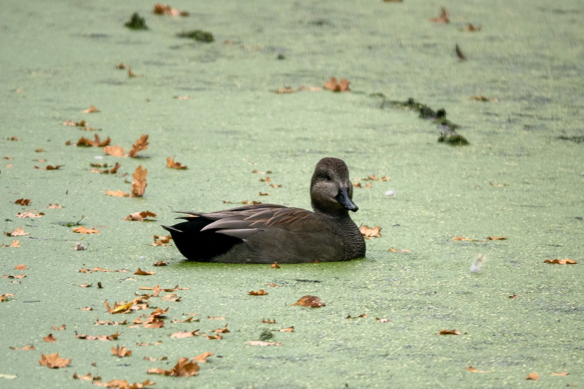 Gadwall - ML643122597