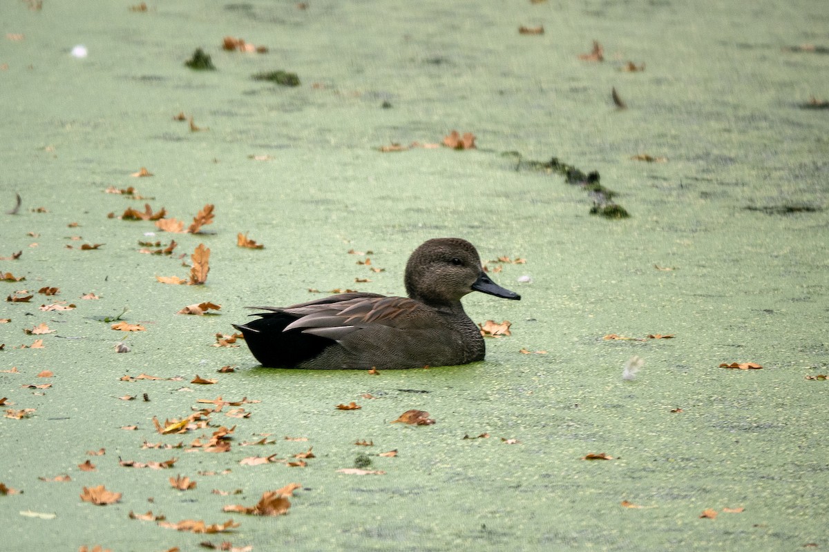 Gadwall - ML643122598