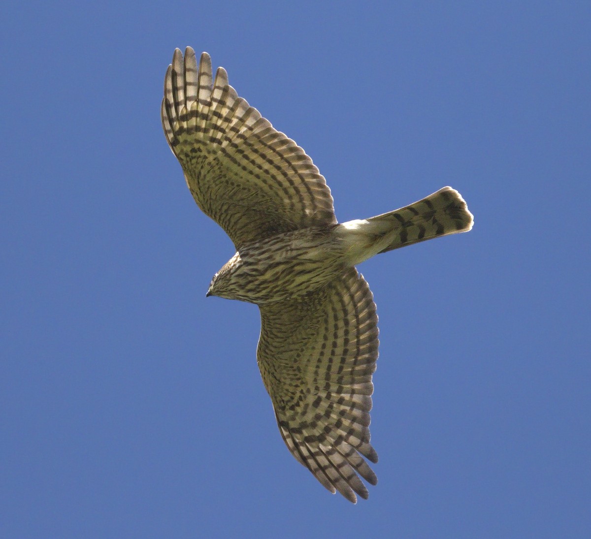 Sharp-shinned Hawk - ML643122599