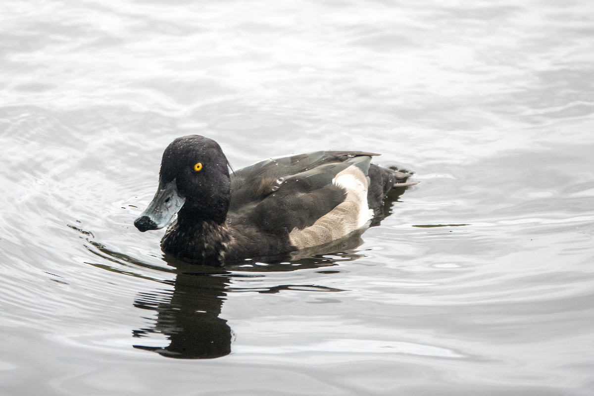Tufted Duck - ML643122603