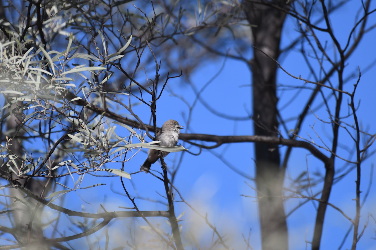 Chestnut-rumped Thornbill - ML643122637