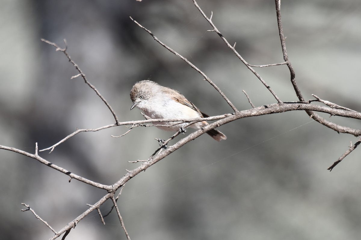 Chestnut-rumped Thornbill - ML643122638