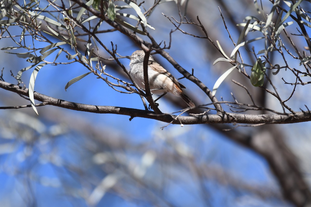 Chestnut-rumped Thornbill - ML643122639