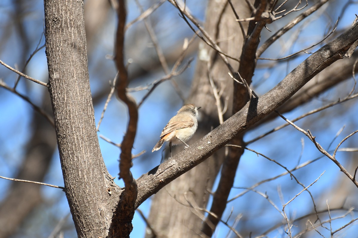 Chestnut-rumped Thornbill - ML643122640