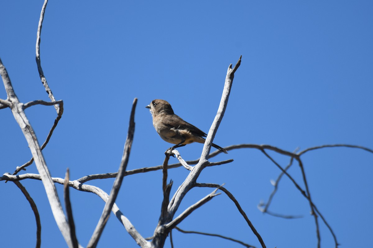 Southern Whiteface - ML643122647