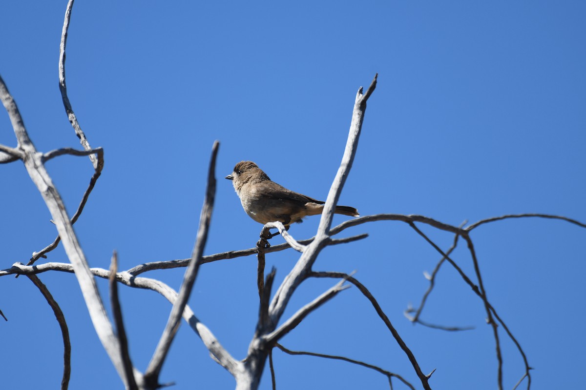 Southern Whiteface - ML643122649