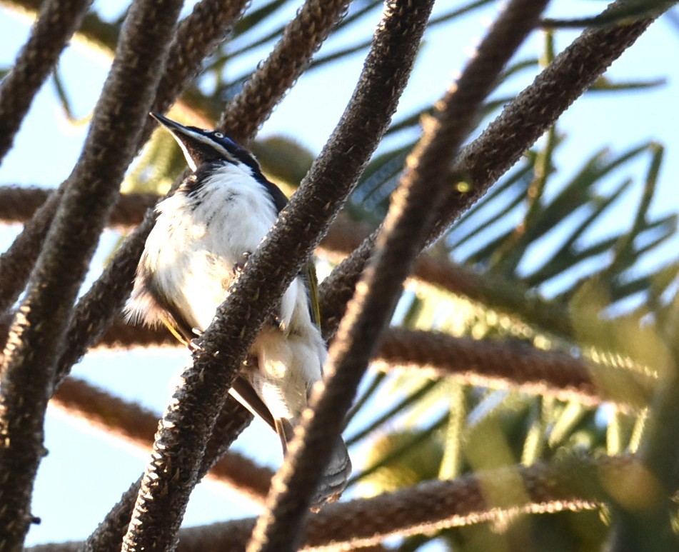 Blue-faced Honeyeater - ML643122651