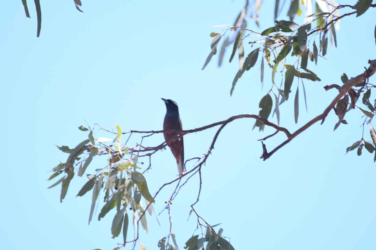 White-browed Woodswallow - ML643122691